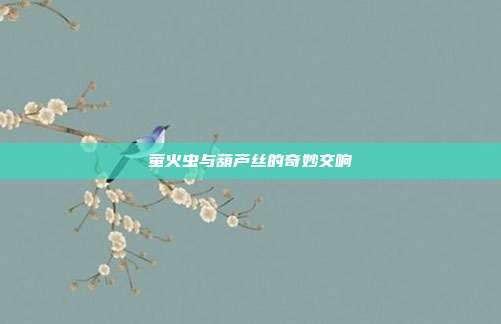 萤火虫与葫芦丝的奇妙交响